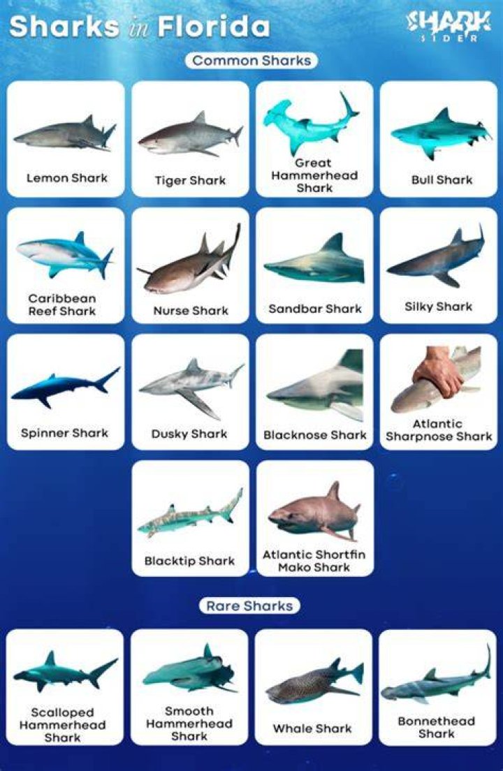 'Cocaine Sharks' strung out in the Florida Keys: drug dump