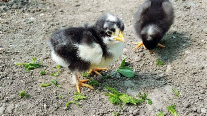 'I'm like a little, young chicken'