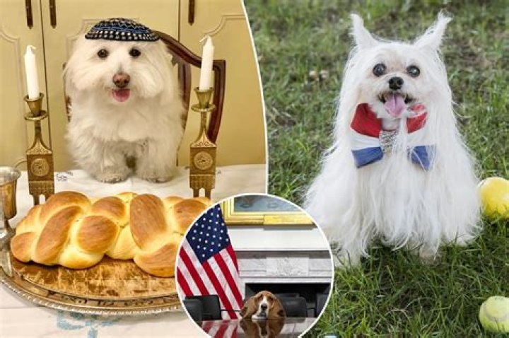 'When I have a bad day, I look at this dog'