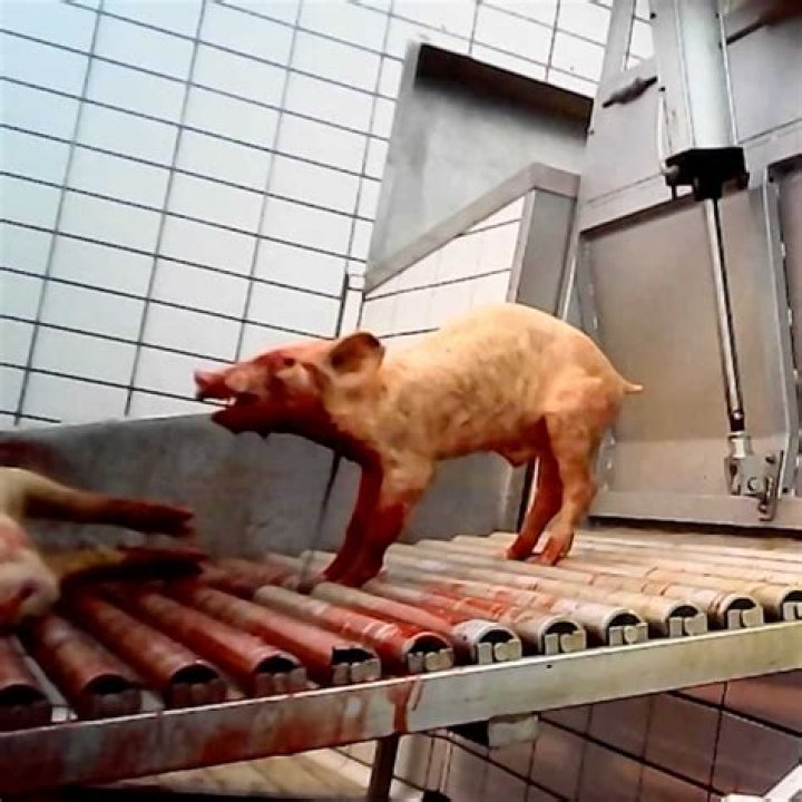 'World's fattest man' says he was slated for slaughterhouse cremation