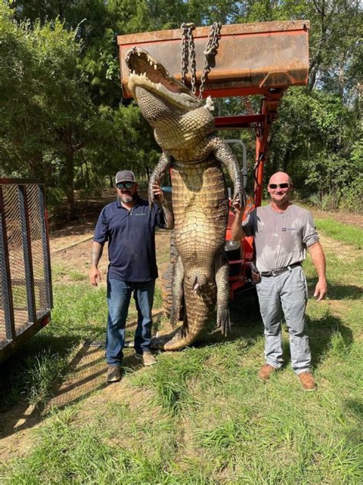 13-foot, 680-pound alligator captured in Turtle Bayou, Texas
