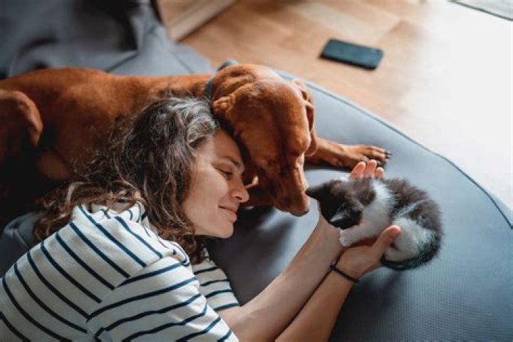 40 essentials for new cat and dog owners in 2021