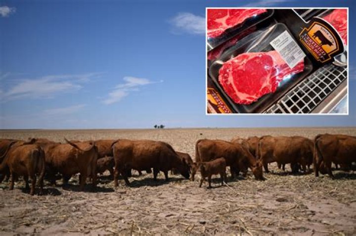50% of US beef is eaten by just 12% of Americans, mostly men : study