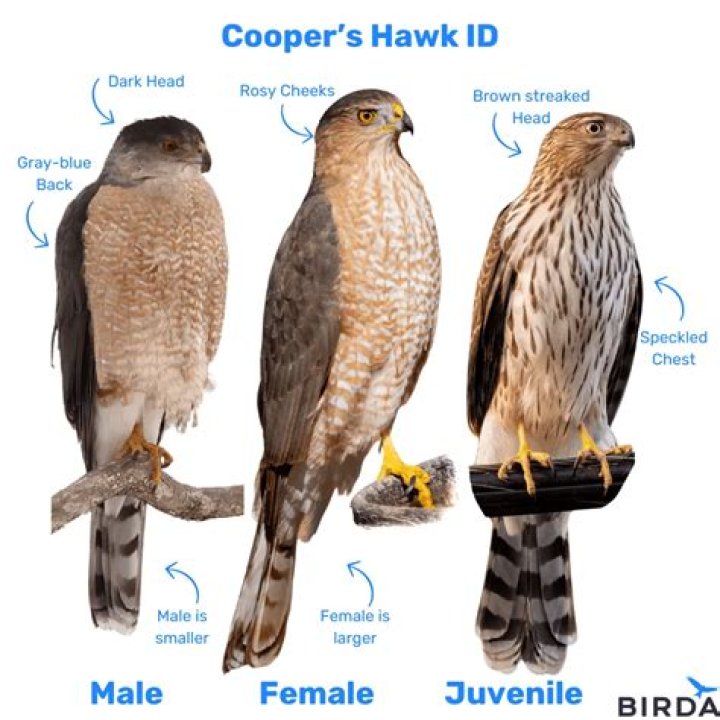 A red-tailed hawk tried to eat my chihuahua