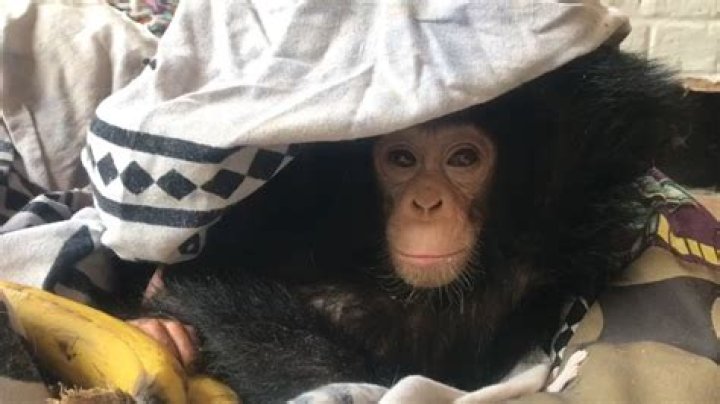 Adorable baby chimp hides under blanket for the saddest reason