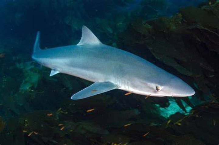 Aggressive 6-foot sharks are now living in London’s River Thames