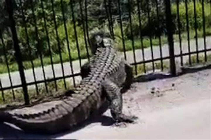 Alligator breaks through fence like it’s nothing (Video)