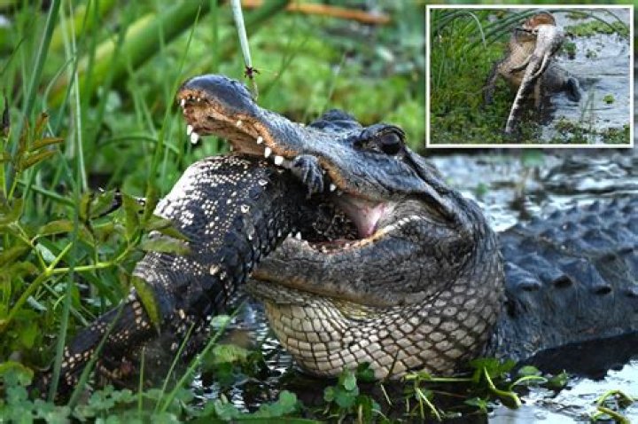 Alligator eats other alligator in Florida wetlands massacre