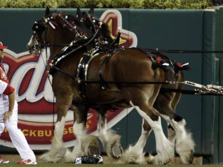 Anheuser-Busch stops cutting tails off Clydesdale horses