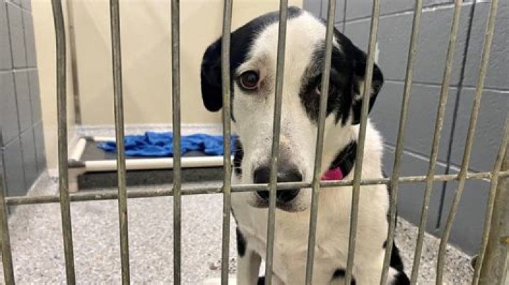 Animal shelter shoots dogs because ‘it’s cheaper’