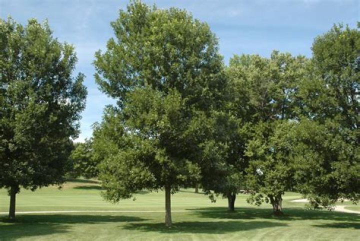 Ash tree on brink of extinction in Northeast US