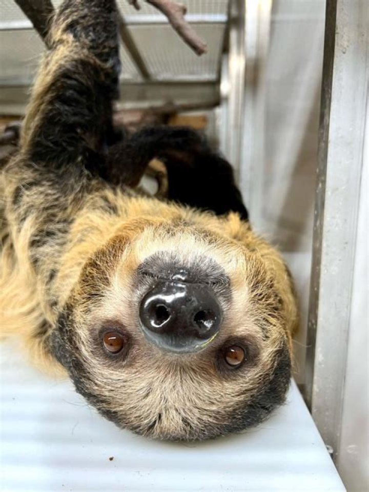 Baby two-toed sloth the first of its species to be born at Ohio zoo