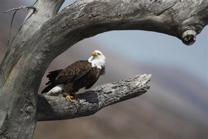 Bald eagle populations soar in lower 48 states