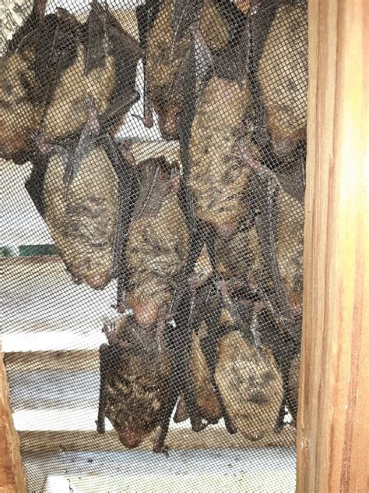 Bat infestation turned Airbnb rental into 'house of horrors': suit