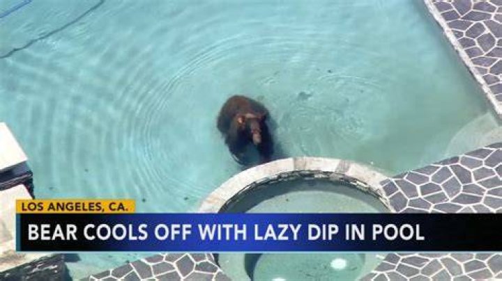 Bear tranquilized after taking dip in Los Angeles pool