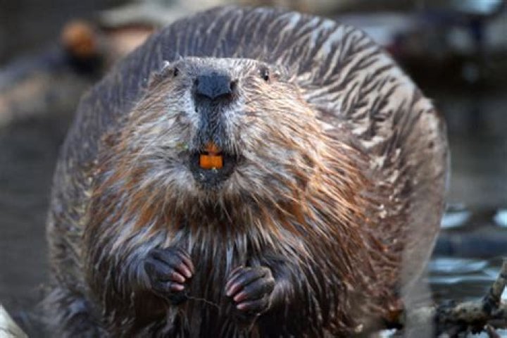 Beaver problem in town called Beaverton in the Beaver State