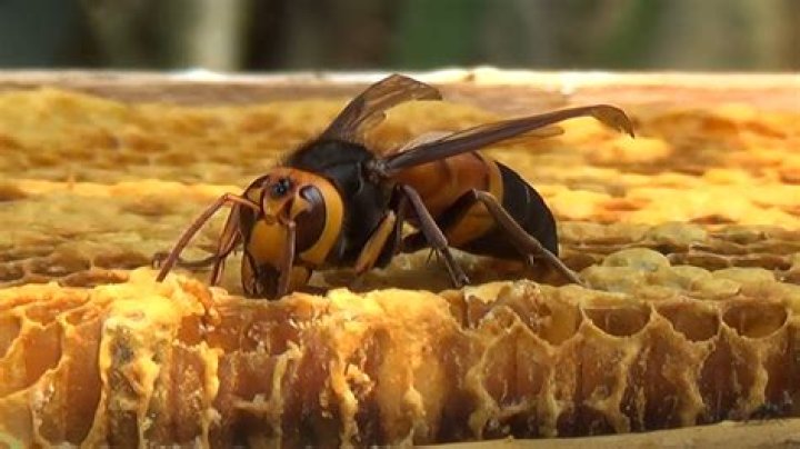 Bees 'scream' as they are killed by Murder Hornets, study says