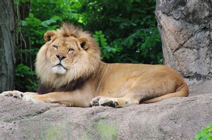 Beloved Pittsburgh Zoo lion dies after suffering seizure