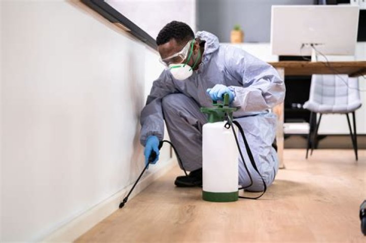 Best ant killers, traps and prevention treatments, per an expert