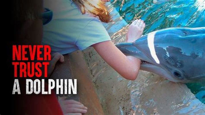 Beware of this 'sexually aggressive' dolphin