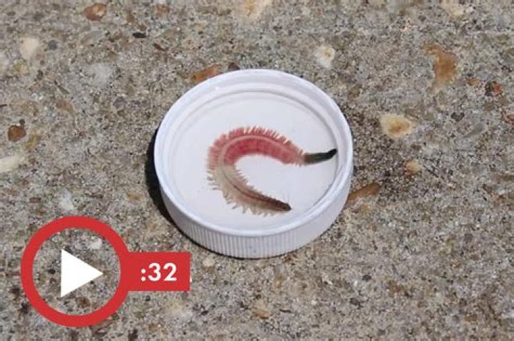 biting critters invade Southern coastline