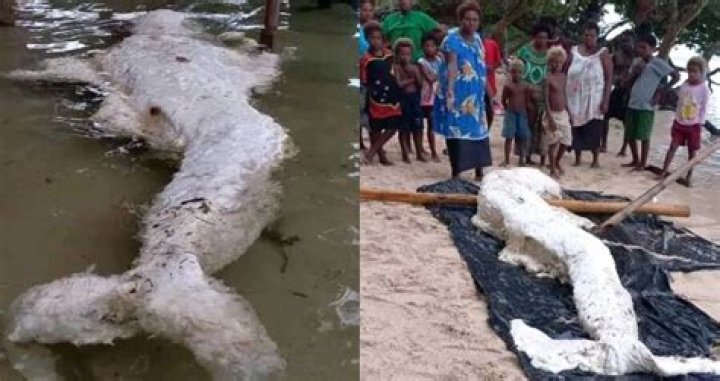 Bizarre 'mermaid' creature washes ashore in Papua New Guinea