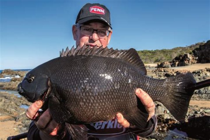 Blackfish a tasty catch