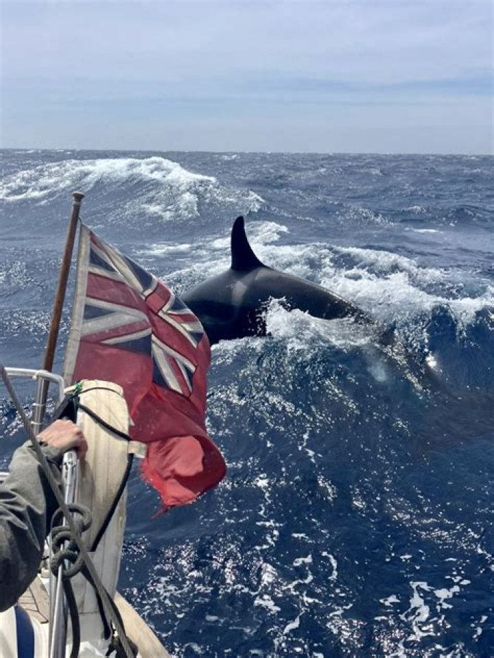 Blaring death metal wards off killer whale attacks on sailors