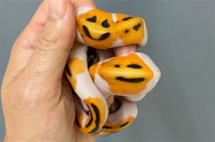 Breeder creates smiley face emoji snake that sold for $6K