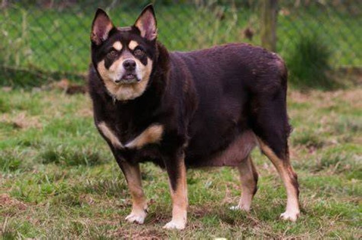 Britain’s fattest dog needs life-changing tummy tuck surgery