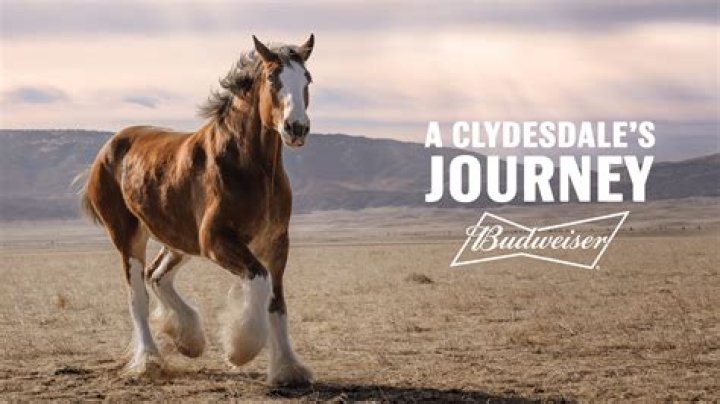 Budweiser Super Bowl 2022 commercial shows Clydesdale comeback