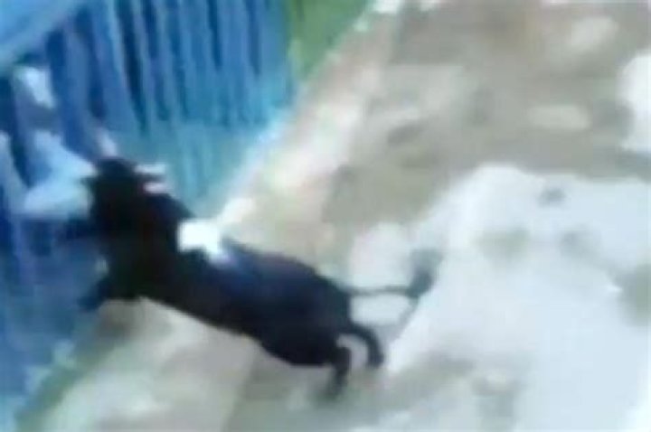 Bull nearly decapitates man during fatal attack in Spain