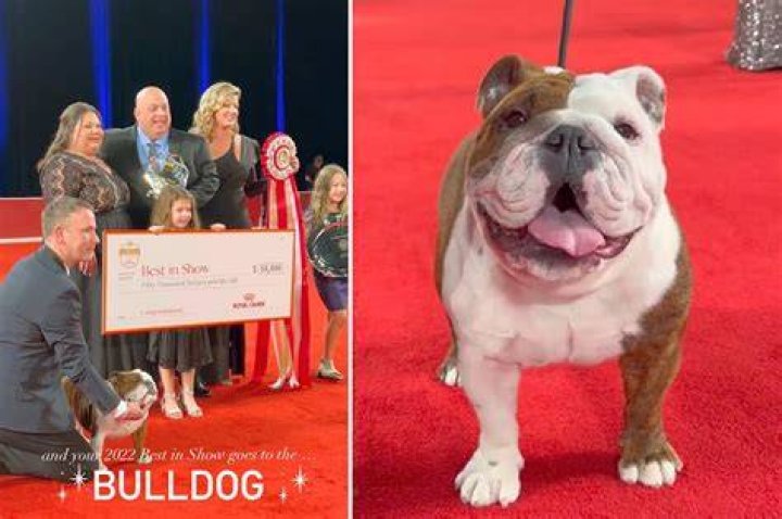 Bulldog wins 2022 American Kennel Club National Championship