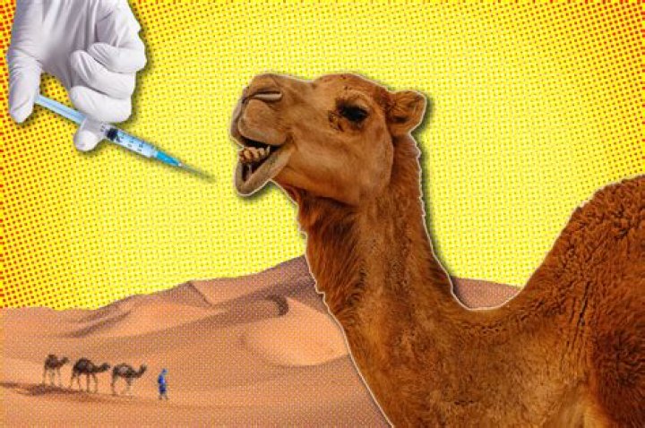 Camels kicked out of $66M beauty pageant for using Botox