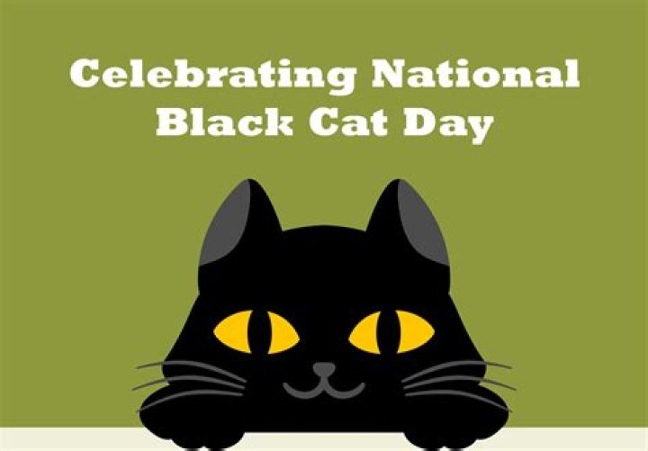 Cat people are flipping the ‘bad luck’ brand for Black Cat Day: poll