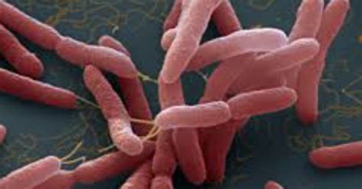 CDC warns of deadly bacteria with 50% fatality rate that has been declared endemic to the US Gulf Coast