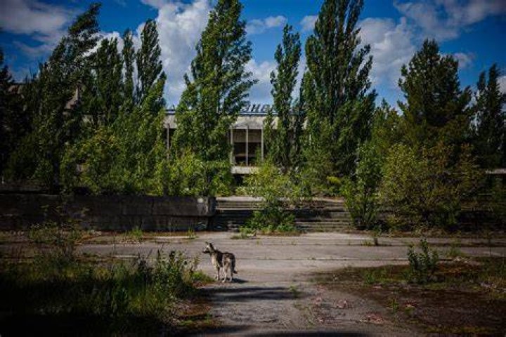 Chernobyl dogs could hold the secret to surviving apocalypse