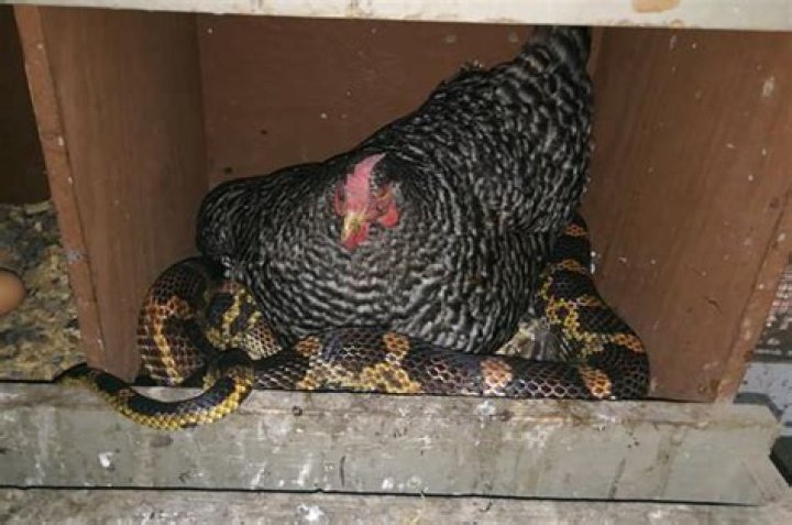 Chicken roosts on snake like it’s no big deal