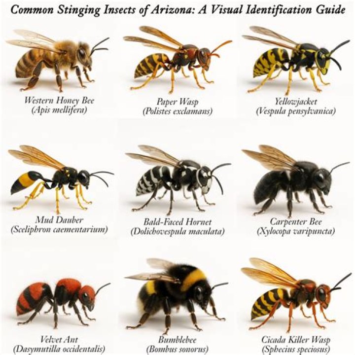 Cops, carjack suspect attacked by swarm of wasps during bust