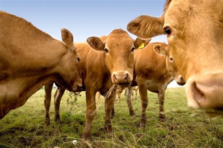 Cults or UFOs? Decades of mysterious cattle mutilations stump police