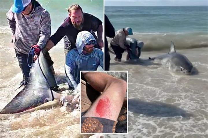 Dad's remains found inside shark, family IDs him by tattoo