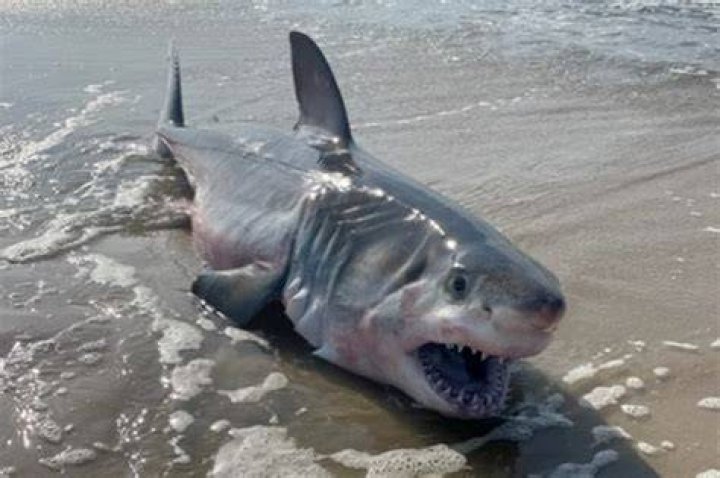 Dead great white shark washes up on Long Island beach