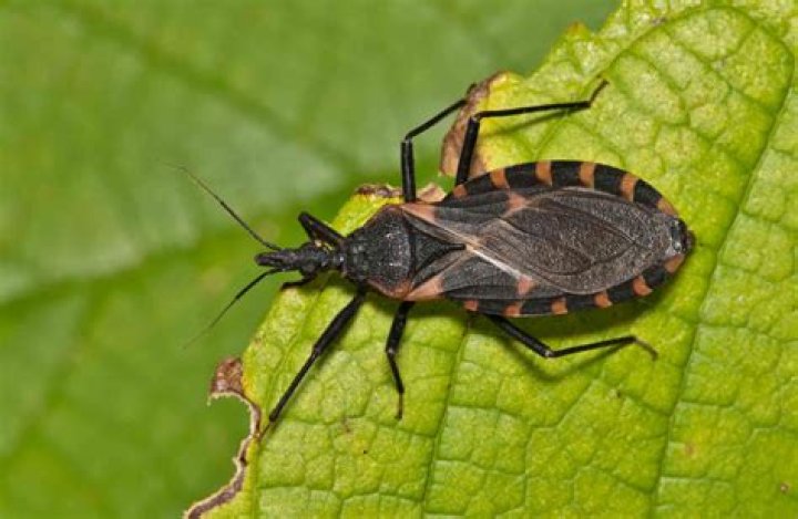 Deadly 'kissing bug' that kills thousands needs to be taken seriously now