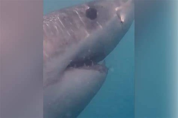 Diver comes face-to-face with a great white shark: video
