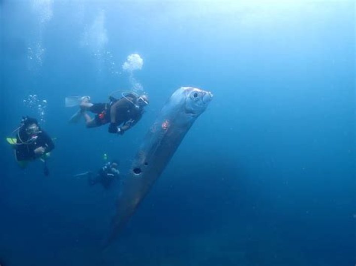 Divers encounter enormous 'doomsday fish' riddled with shark bites