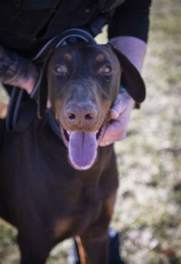 Doberman found with zip-tied snout adopted by rescuing officer