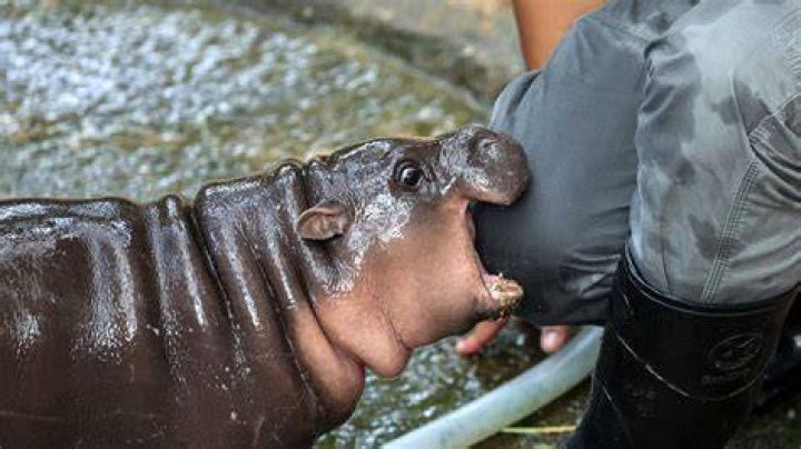 DOCS TOLD ME TO TRY HIPPO MRI