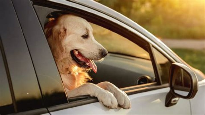 Dog driving a boat is this Florida man’s designated driver (Video)