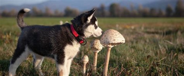 Dog filmed tripping after eating wild mushroom