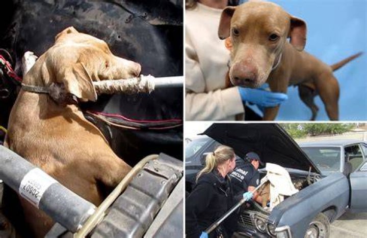 Dog gets stuck inside classic Chevy Nova engine while chasing cat
